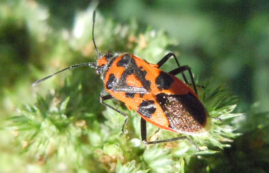 Rhopalidae: Corizus hyoscyami della Campania (NA)